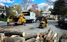 How Our Tree Care Process Works  in  South Valley Stream, NY