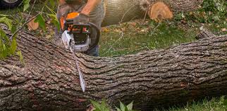 Leaf Removal in South Valley Stream, NY